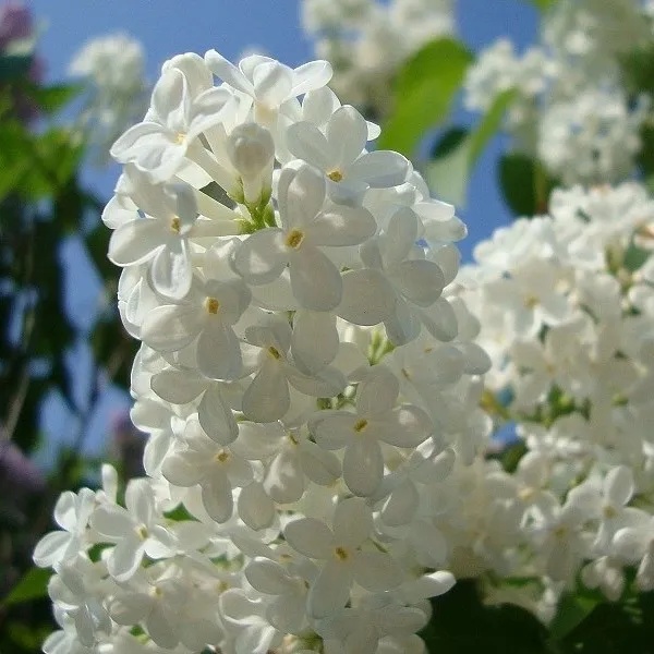 Основное изображение товара