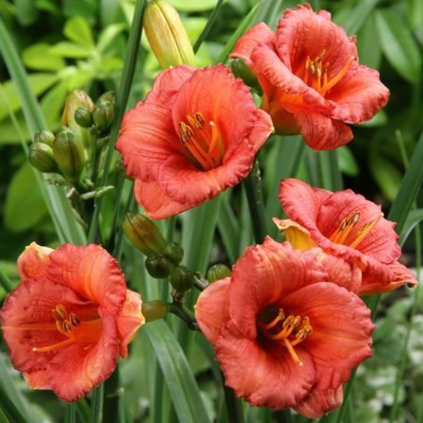 Основное изображение товара