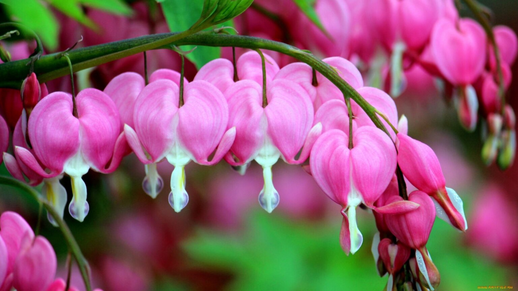 дицентра.jpg дицентра.jpg