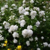 Чубушник венечный (Philadelphus coronarius) Сноубелль 60-80 WRB40 ком/сетка СП/25