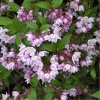 Дейция пурпурная (Deutzia purpurascens) Калмифлора 40-60 С7,5 БАл/22