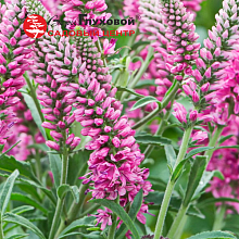 Основное изображение товара