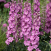 Дельфиниум (Delphinium) Чантай С3 ГлХ/26