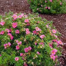 Основное изображение товара