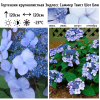 Гортензия крупнолистная (Hydrangea macrophyllа) Эндлесс Саммер Твист Шот Блю С3 БдН/24
