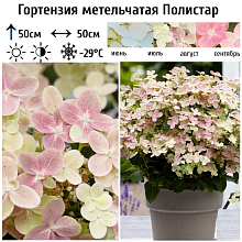 Основное изображение товара
