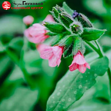 Основное изображение товара