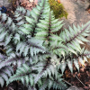 Кочедыжник ниппонский "Певтер Лейс"  на фото