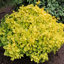 Основное изображение товара