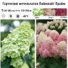 Гортензия метельчатая (Hydrangea paniculata) ЛаймлайтПрайм С3 НАп/26