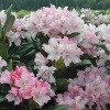 Рододендрон (Rhododendron) крупноцветковый 'Pohjola’s Daughter' 40-50 С15 ПЧ/26