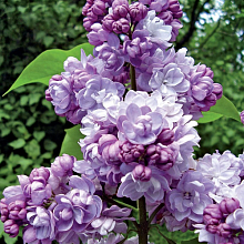 Основное изображение товара