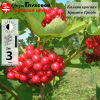 Калина красная Красная гроздь (средний сорт) С3-5