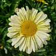 Нивяник наибольший 