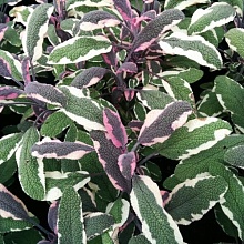 Шалфей лекарственный 