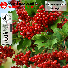 Основное изображение товара