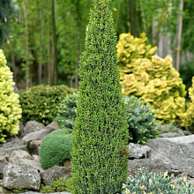 Основное изображение товара