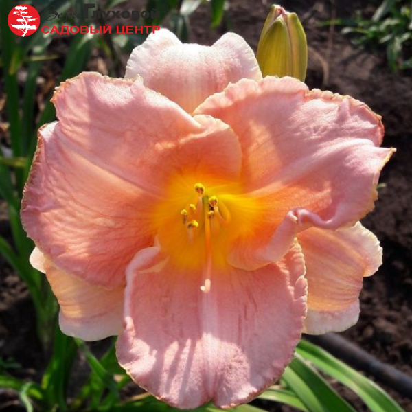 Основное изображение товара