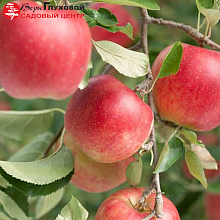 Основное изображение товара