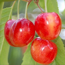 Черешня Брянская розовая (позднего срока)