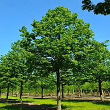 Основное изображение товара