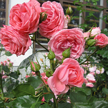 Основное изображение товара