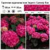 Гортензия крупнолистная (Hydrangea macrophyllа) Эндлесс Саммер Саммер Лав   С3 БдН/26
