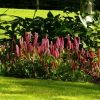 Горец родственный (Persicaria affine) Кабоутер С3 ГлХ/26