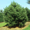Сосна черная " Нана" на фото