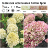Гортензия метельчатая (Hydrangea paniculata) Коттон Крем  С3 СП/26