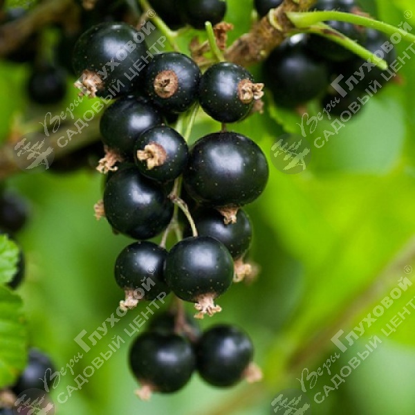Смородина черная "Орловская серенада" на фото