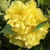 Пион (Paeonia) Ито-гибрид Йеллоу Краун С4 ГлХ/26