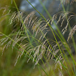 Щучка дернистая
