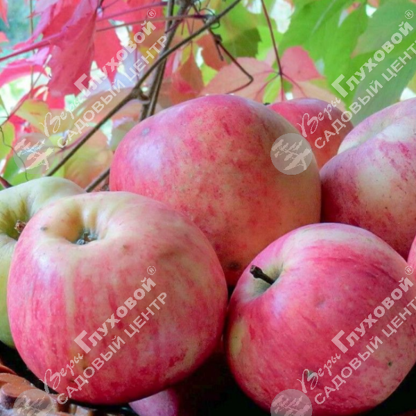 Яблоня "Штрифель" на фото