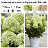 Гортензия метельчатая (Hydrangea paniculata) Гарденлайт Вайтлайт Р9 СП/26
