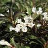 Вейгела цветущая (Weigela florida) Блэк энд Вайт С3 СП/24