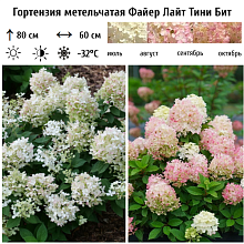 Основное изображение товара