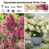 Гортензия метельчатая (Hydrangea paniculata) Петит Стар Р9 СП/26