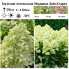 Гортензия метельчатая (Hydrangea paniculata) Меджикал Лайм Спаркл  С2 СП/26