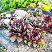 Основное изображение товара