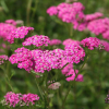 Тысячелистник обыкновенный (Achillea millefolium) Церайс Квин С3 ГлХ/24