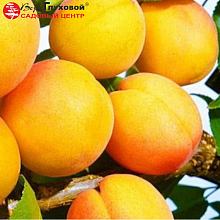 Основное изображение товара