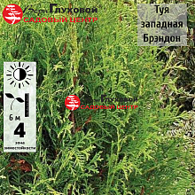 Основное изображение товара