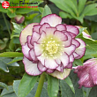 Морозник восточный 