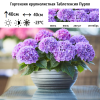 Гортензия крупнолистная (Hydrangea macrophyllа) Таблетенсия Пурпл С5 НСх/26