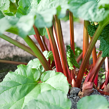 Основное изображение товара