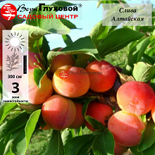 Слива Алтайская юбилейная (ранний сорт)