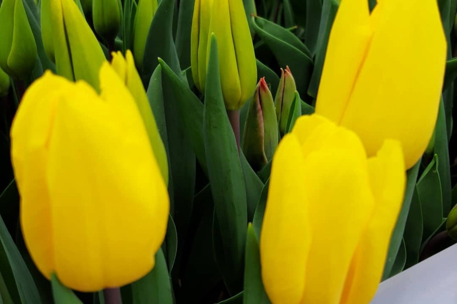 Тюльпаны можно купить в розницу по адресам.