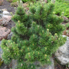Сосна горная (Pinus mugo) Пикобело 20-25 С4 ГЕ/25