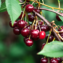 Вишня Молодежная (средний сорт) С4